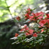 小暑に入る加持ヶ峰遊山　返花