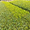 一番茶の収穫と二番茶の生育について
