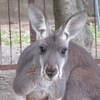 やってみよう！カンガルーの個体識別～ニーナ～