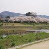 鴨川でお花見〜和久傳の鯛ちらし〜