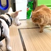 猫とにらめっこ