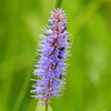 2019年白山高山植物園（最終回）