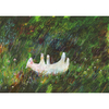 ボローニャ国際絵本原画展