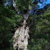 天寿を全うできなかった巨樹もある．  屋久島で最も知られた巨大な切り株：ウィルソン株．登山道の脇には，人の手によって切られた大きな切り株が目につく．縄文杉は，傷だらけの老木だった．伐採された切り株．その奥に，生き残った縄文杉が立っていた．     「だから，当時の，江戸時代の人たちの価値観からすれば，最大の落ちこぼれであり，それが幸いしてヒーローになった木です」縄文杉の姿には，人間の想像を超えた巨樹の生き様が刻まれていた．