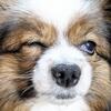 犬が片目を細める原因は？うちの子が診断された「ブドウ膜炎」の症状と治療記録