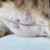 【猫のアトピー性皮膚炎】免疫抑制剤「シクロスポリン」の投薬やめるも1ヶ月で再び・・・