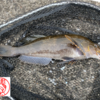 弟子の成長　( ・∇・)