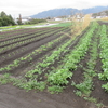 今週の野菜