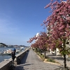 福本渡船でしまなみ海道へ渡る｡桜の名所開山へ｡