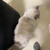 春本番の暖かさでとても眠そうなふくちゃん
