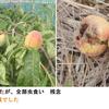 農区の草刈りに出ました