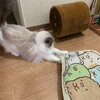 朝の猛烈またたび転がし