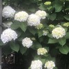 紫陽花