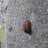 カマキリの卵発見、、、