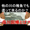 小学生がサケの稚魚を放流　遡上に期待と母川回帰とは？