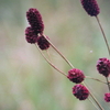 10 月4 日誕生日の花と花言葉歌句