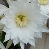 大豪丸の花