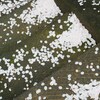 風景としての桜・・・桜の木の下に近づく必要はない
