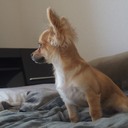 独身女、犬を飼う