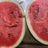 ●スイカ