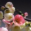  『球児の春』第４日 
