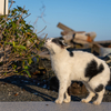 志摩諸島のねこさん