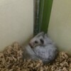 しろあん156日目