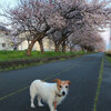 早朝桜散歩 4月3日～4月9日