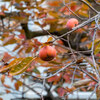 12/08（日）曇り一時小雨‥