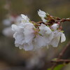 大乗寺丘陵公園「十月桜」