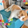 愛猫るるちゃん6歳になりました！