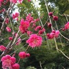 梅咲く！花粉症発症なのに峠へ：自転車散歩：ポタリング