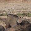 キバシウシツツキ(Yellow-billed Oxpecker)