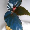 Begonia sp. Temuyuk