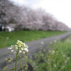 ●桜08’と今日のカルボナーラ