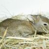 トラックの干し草の中で発見されたウサギの赤ちゃん、300kmも旅を続けていた！