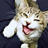 車にひかれ前脚を失った子猫「死んでしまう」～