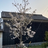 大島桜７分咲き