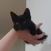 子猫ちゃんの里親募集中！