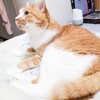 クマって実際そんなウロウロしてないよね？？