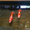 いなわしろカワセミ水族館 金魚飼育に関する企画展