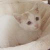我が家にチビがやって来た〜まめ
