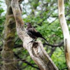白い星はっきり　珍鳥ホシガラス