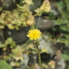タンポポに似たタンポポじゃないお花７選　黄色い似た花の正体は？
