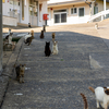 玄海諸島のねこさん