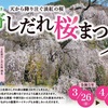 水無川の桜・寄5大しだれ桜(中山・土佐原・宇津茂・虫沢・萱沼)を巡る