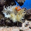 カクレクマノミさん　しっかりと水槽にイソギンチャク