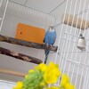 菜の花とインコ