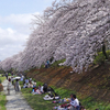 川沿いの桜並木