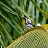 ベリーズ　自宅庭の Yellow -throated Warbler （イエロースローテッド　ワーブラー） 